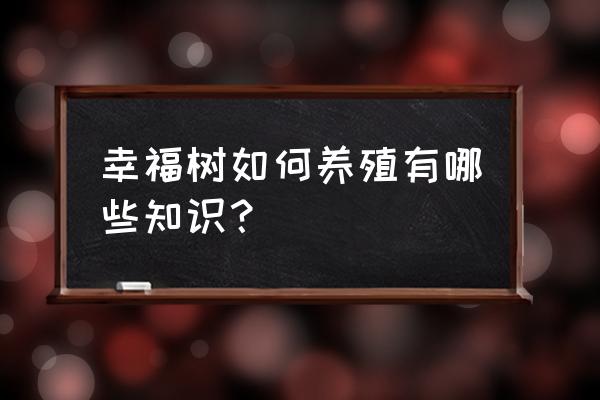 幸福树盆景一年四季怎么养 幸福树如何养殖有哪些知识? 幸福树盆景一年四季怎么养 幸福树如何养殖有哪些知识?