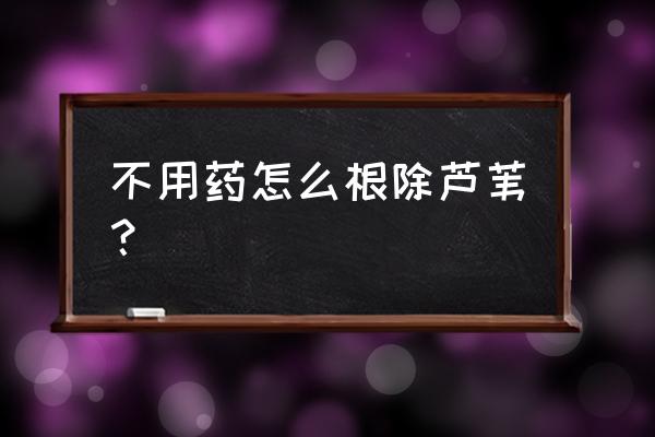 草甘膦打芦苇管用吗 不用药怎么根除芦苇? 草甘膦打芦苇管用吗 不用药怎么根除芦苇?