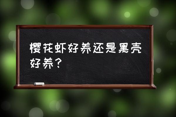 哪种观赏虾比较好养 樱花虾好养还是黑壳好养? 哪种观赏虾比较好养 樱花虾好养还是黑壳好养?