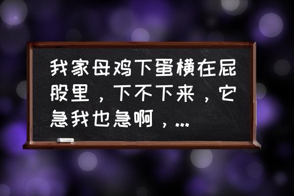 如何解决鸡下蛋不掉下来的问题 我家母鸡下蛋横在屁股里,下不下来,它急我也急啊,怎魔办啊?蛋是横在里面的? 如何解决鸡下蛋不掉下来的问题 我家母鸡下蛋横在屁股里,下不下来,它急我也急啊,怎魔办啊?蛋是横在里面的?