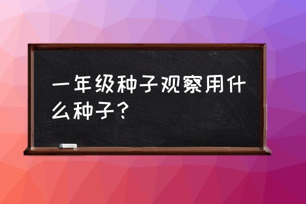 幼儿园让孩子观察蘑菇生长的意义 一年级种子观察用什么种子? 幼儿园让孩子观察蘑菇生长的意义 一年级种子观察用什么种子?