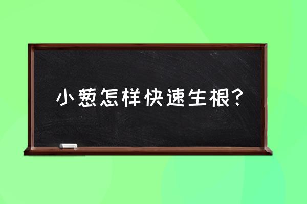 葱不生根有很少新根怎么办 小葱怎样快速生根? 葱不生根有很少新根怎么办 小葱怎样快速生根?