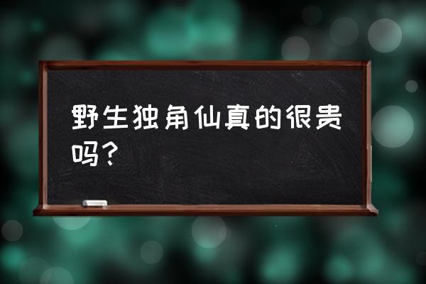 地蚕价格多少钱一斤 野生独角仙真的很贵吗? 地蚕价格多少钱一斤 野生独角仙真的很贵吗?