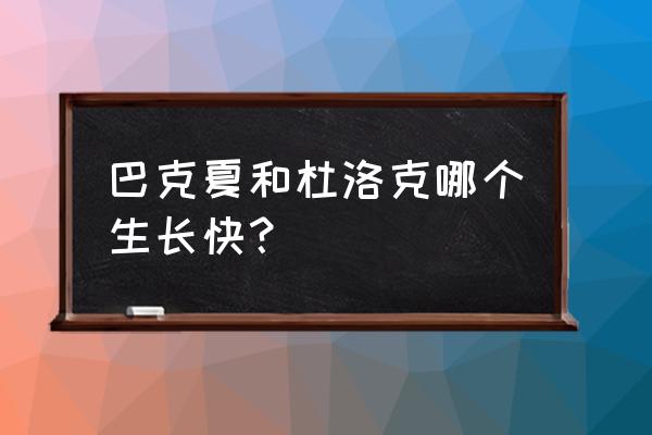 杜洛克猪养殖全过程 巴克夏和杜洛克哪个生长快? 杜洛克猪养殖全过程 巴克夏和杜洛克哪个生长快?