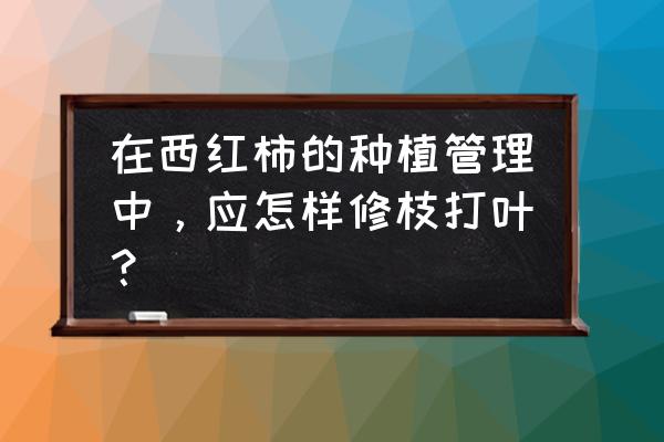 西红柿整枝打顶方法 在西红柿的种植管理中,应怎样修枝打叶? 西红柿整枝打顶方法 在西红柿的种植管理中,应怎样修枝打叶?