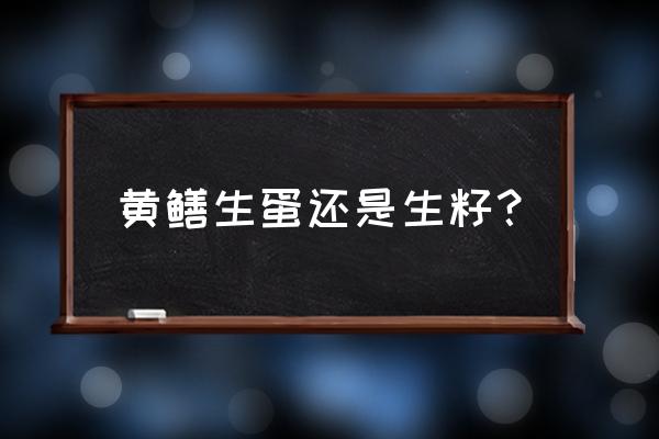 黄鳝繁殖时间表 黄鳝生蛋还是生籽? 黄鳝繁殖时间表 黄鳝生蛋还是生籽?