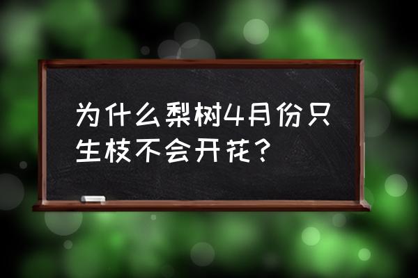 梨树光开花不结果两年了怎么回事 为什么梨树4月份只生枝不会开花? 梨树光开花不结果两年了怎么回事 为什么梨树4月份只生枝不会开花?