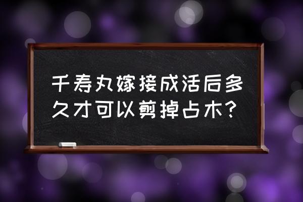 黑松粗枝嫁接最佳方法 千寿丸嫁接成活后多久才可以剪掉占木? 黑松粗枝嫁接最佳方法 千寿丸嫁接成活后多久才可以剪掉占木?
