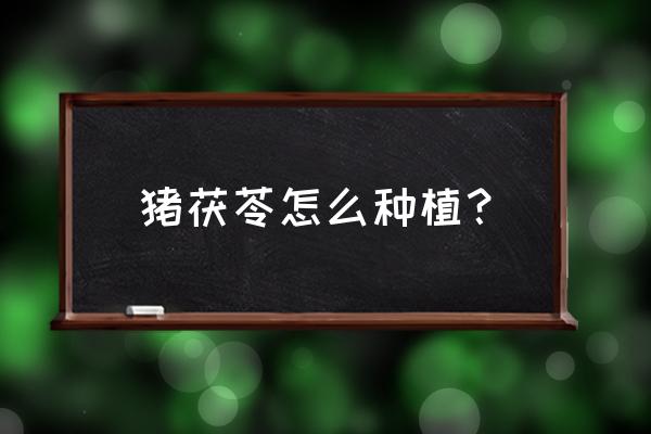 十二生肖猪用粘土怎么做 猪茯苓怎么种植? 十二生肖猪用粘土怎么做 猪茯苓怎么种植?