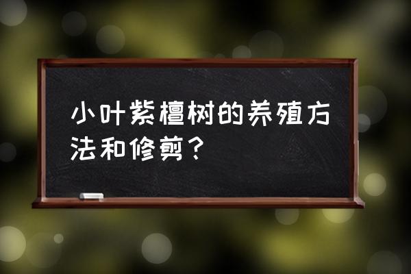 小叶紫檀的养殖方法和禁忌 小叶紫檀树的养殖方法和修剪? 小叶紫檀的养殖方法和禁忌 小叶紫檀树的养殖方法和修剪?