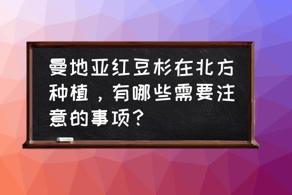 曼地亚红豆杉什么时间栽植最好 曼地亚红豆杉在北方种植,有哪些需要注意的事项? 曼地亚红豆杉什么时间栽植最好 曼地亚红豆杉在北方种植,有哪些需要注意的事项?